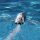 Proboat JET JAM Boat12" weiss